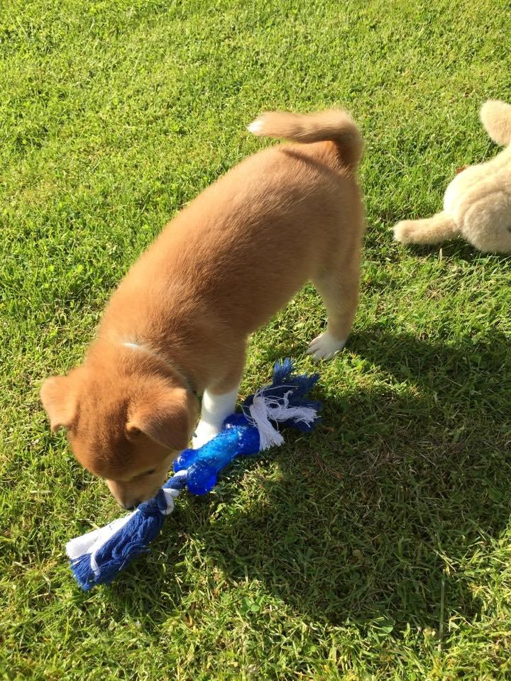 Blanding af racer Kenzo billede 3