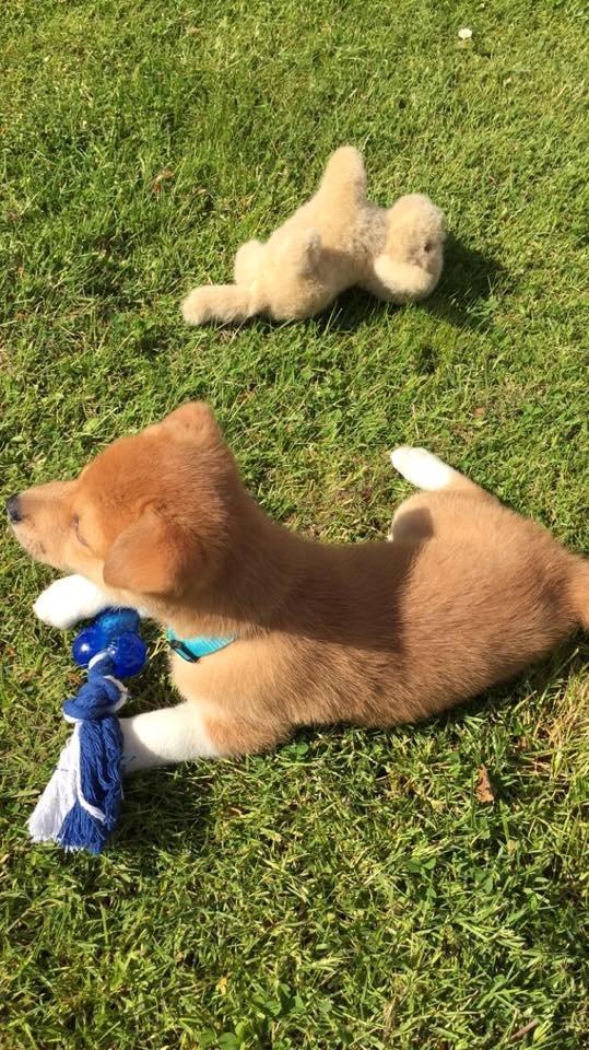 Blanding af racer Kenzo billede 6