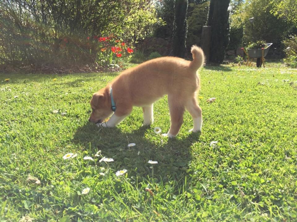 Blanding af racer Kenzo billede 7