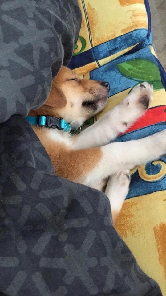 Blanding af racer Kenzo billede 8