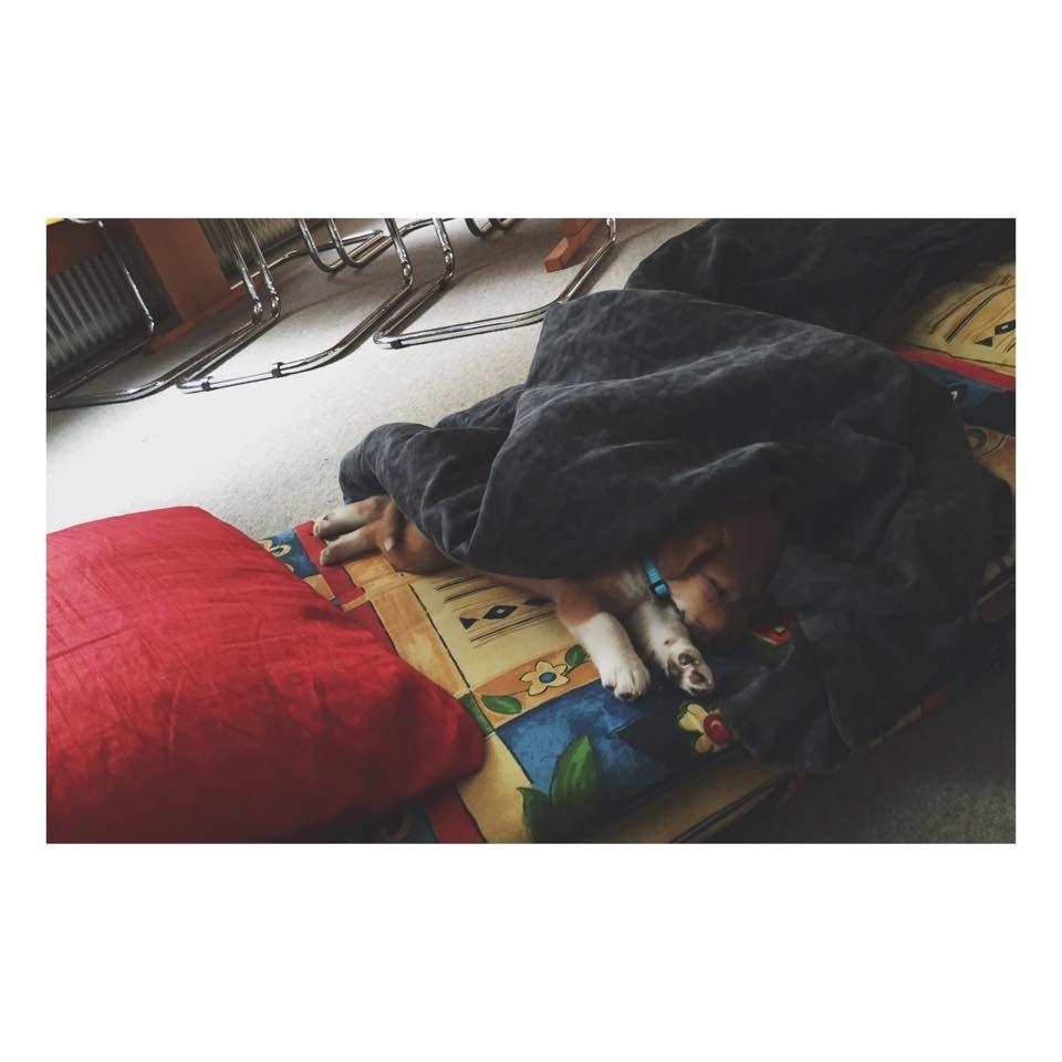 Blanding af racer Kenzo billede 9