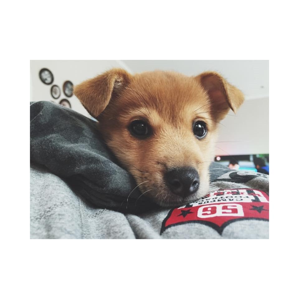 Blanding af racer Kenzo billede 5