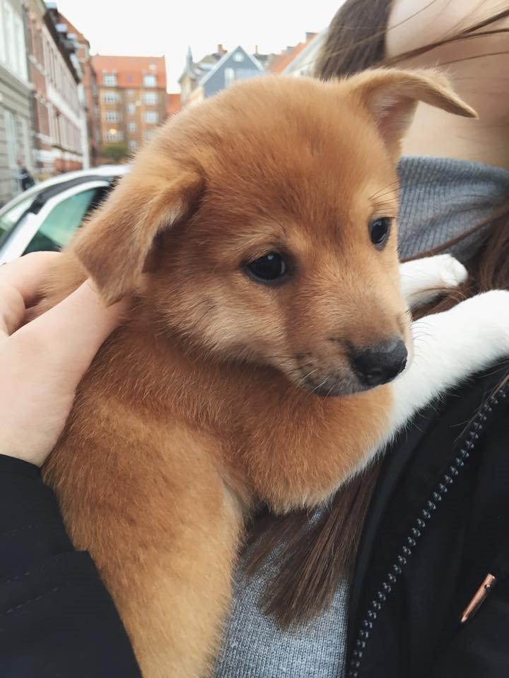 Blanding af racer Kenzo billede 1