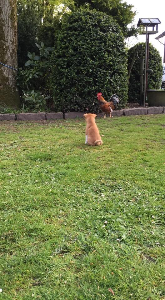 Blanding af racer Kenzo billede 10