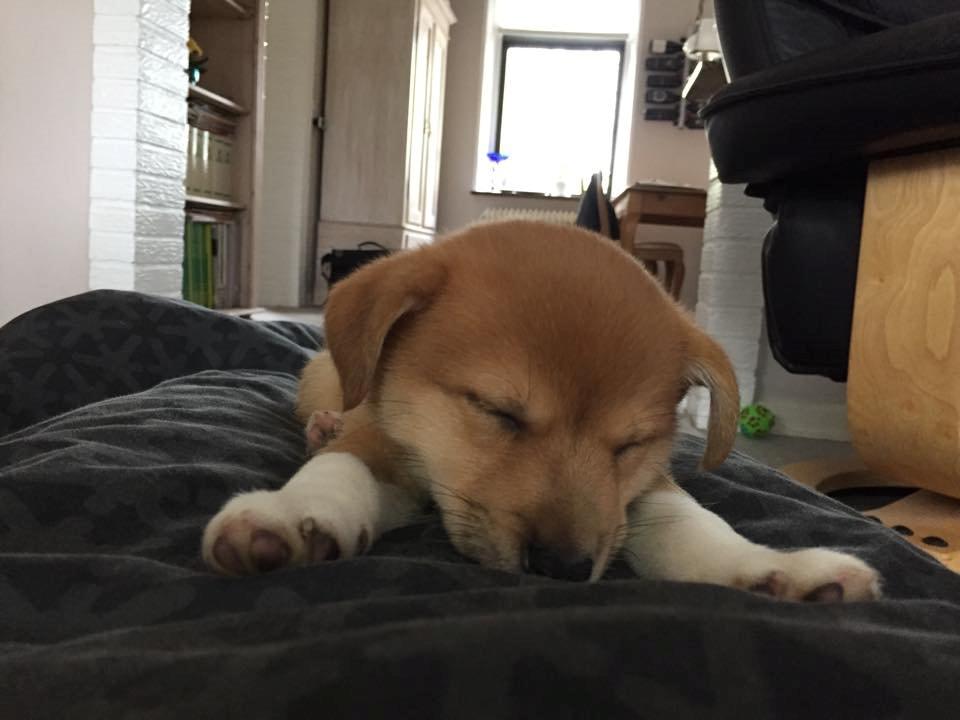 Blanding af racer Kenzo billede 14