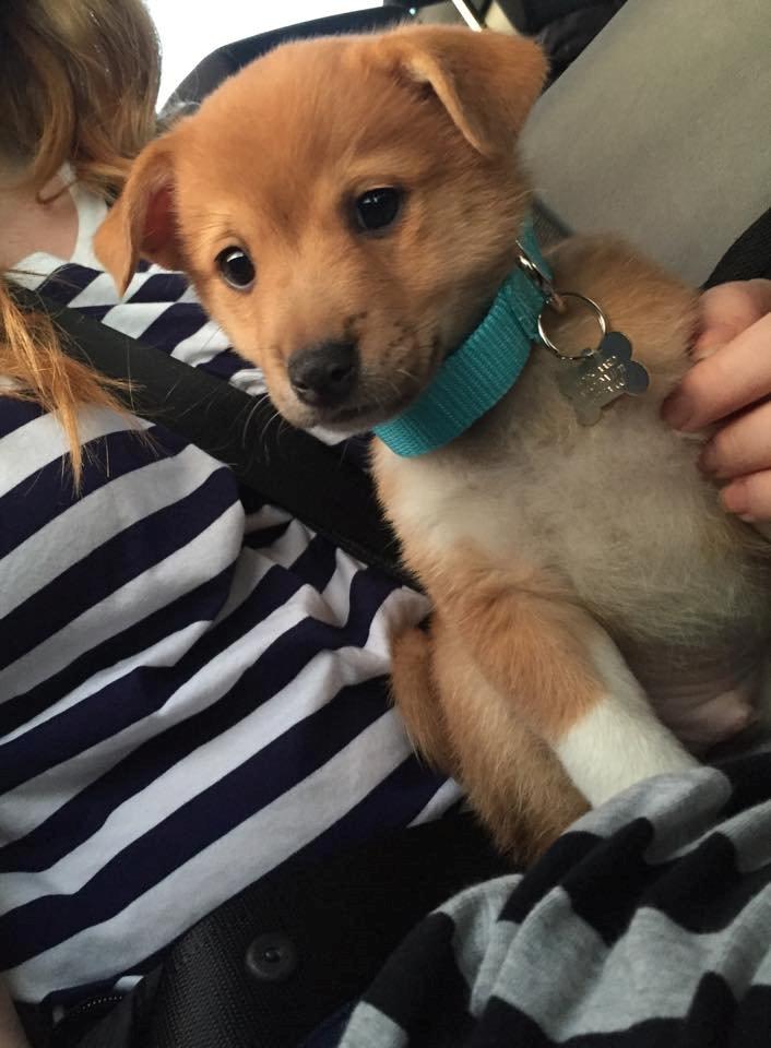 Blanding af racer Kenzo billede 17