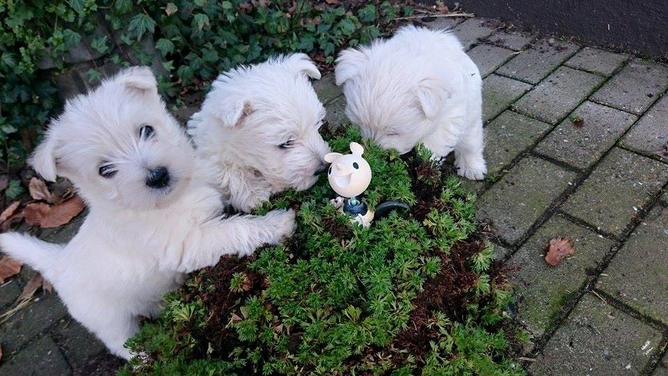 West highland white terrier Dipsy billede 30