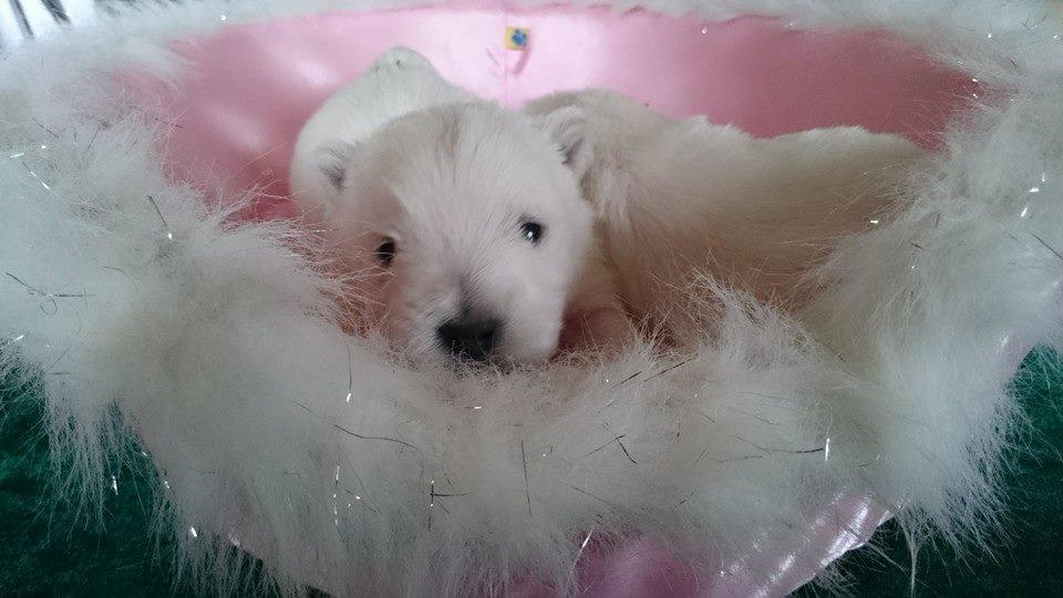 West highland white terrier Dipsy billede 45