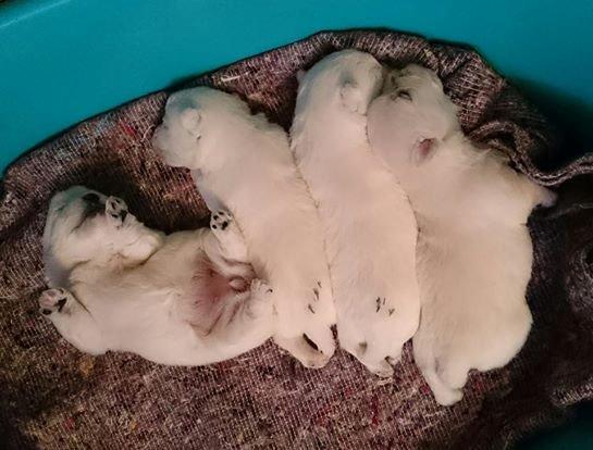 West highland white terrier Dipsy billede 46