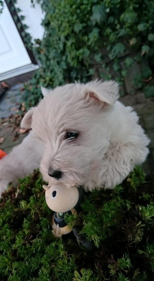 West highland white terrier Dipsy billede 31
