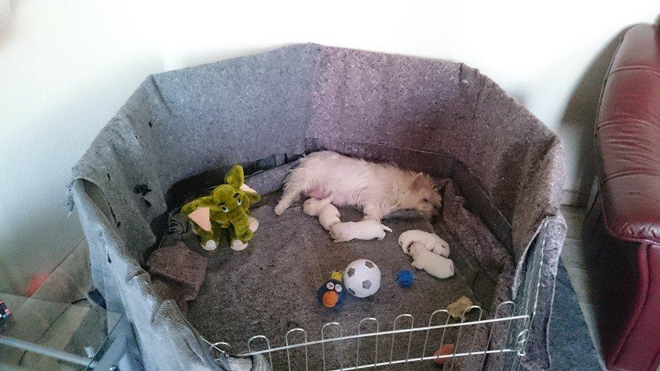 West highland white terrier Dipsy - Jasmin hygger med de små  billede 47