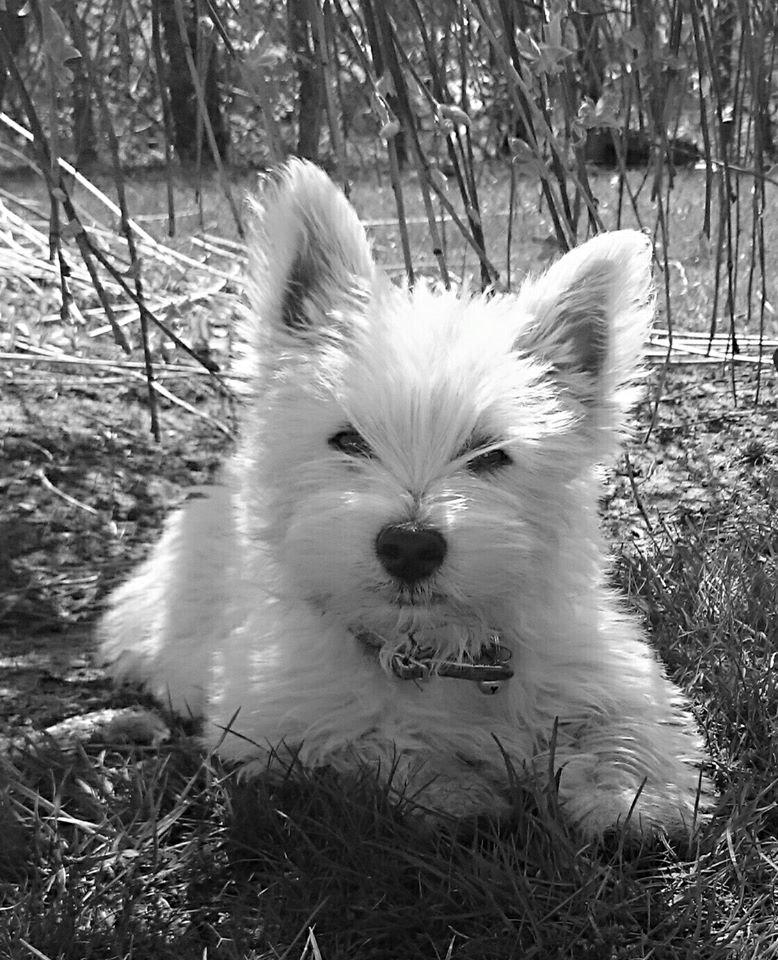 West highland white terrier Dipsy billede 10