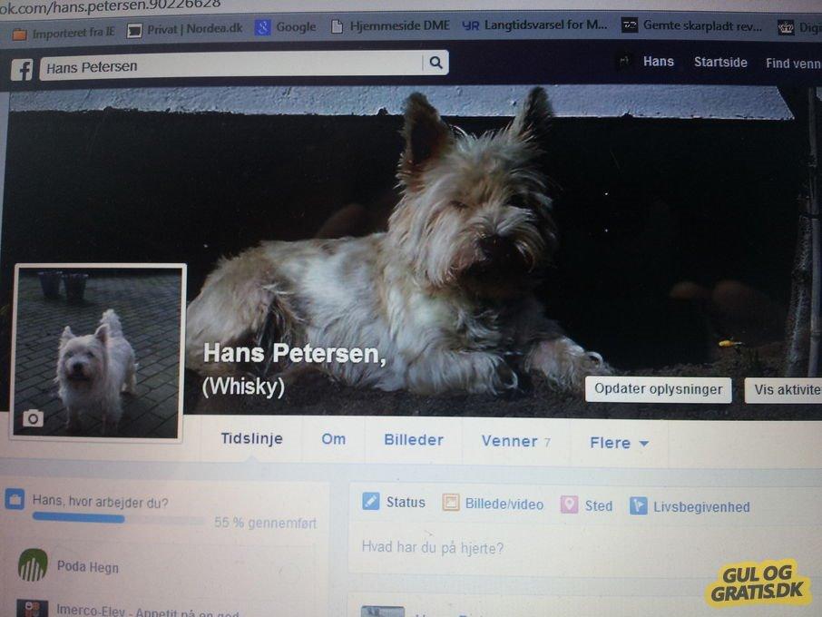 West highland white terrier Dipsy - Min Facbook side , Kik forbi og se mine hunde billede 50