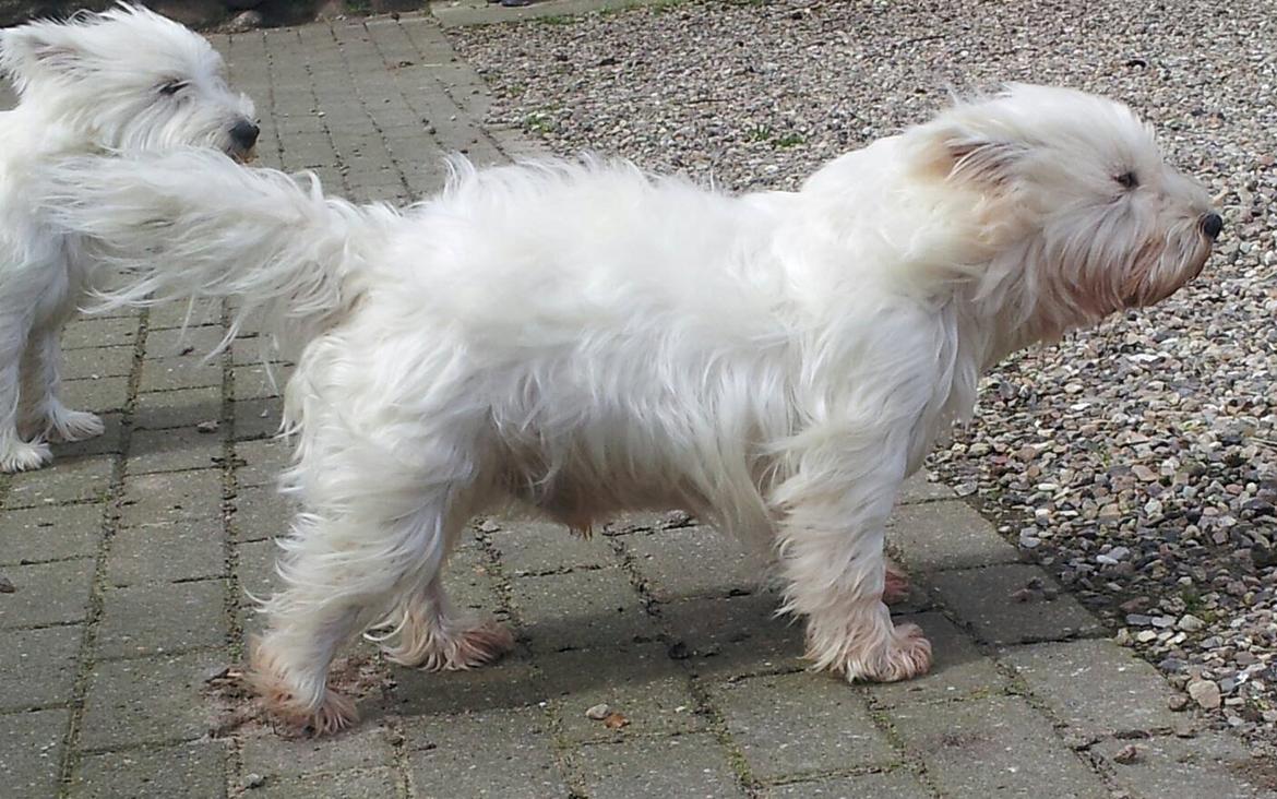 West highland white terrier Dipsy - Farmand i blæsevejr billede 48