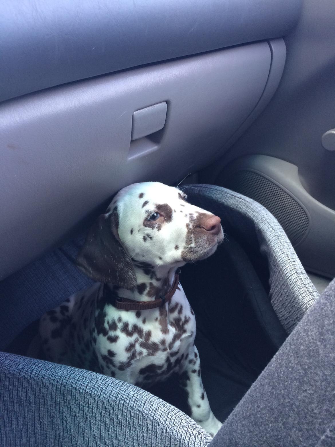 Dalmatiner Cody billede 1