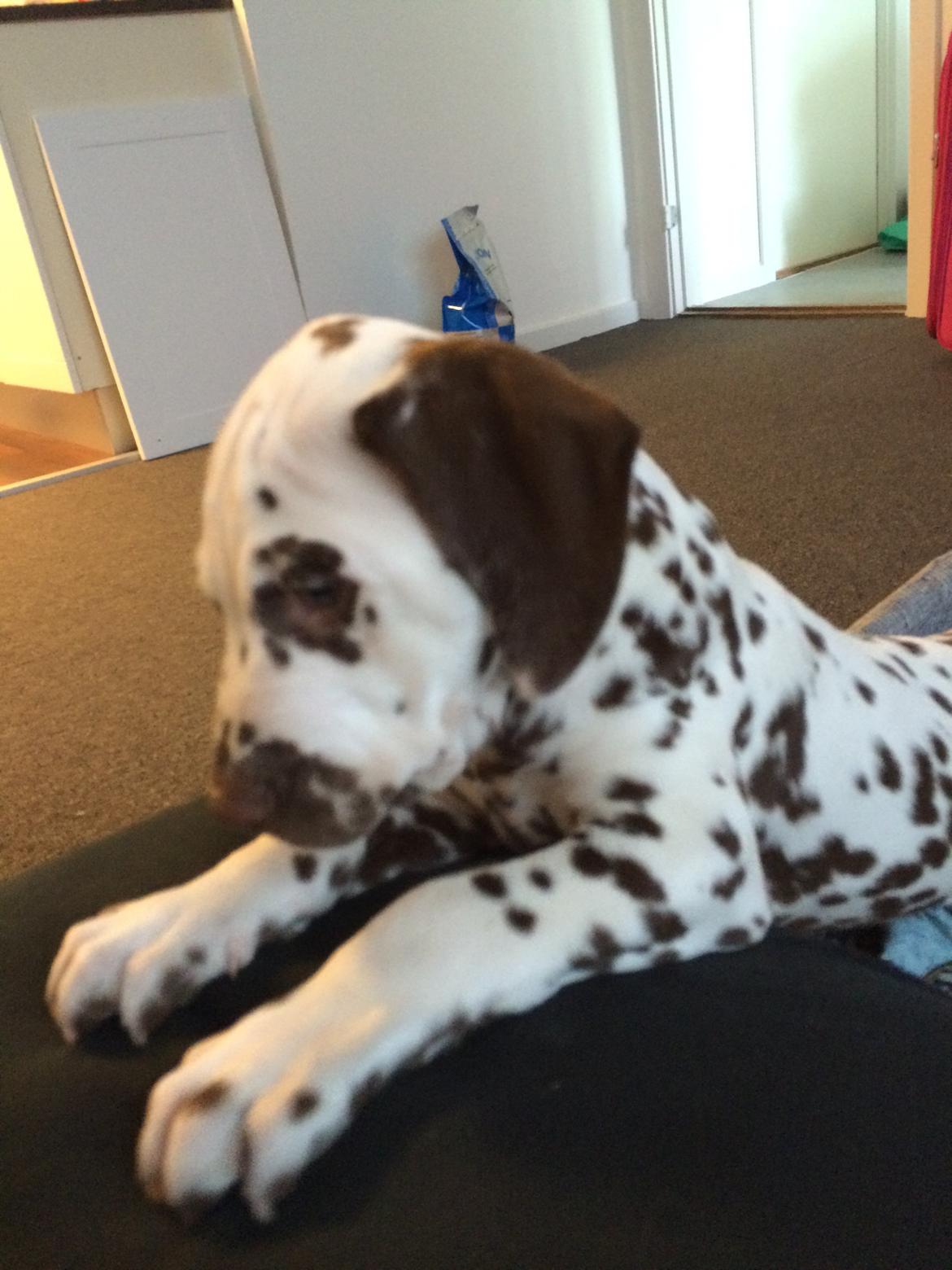 Dalmatiner Cody billede 3