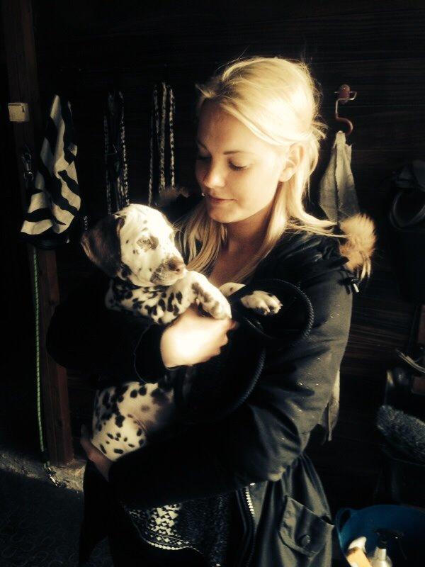 Dalmatiner Cody billede 2