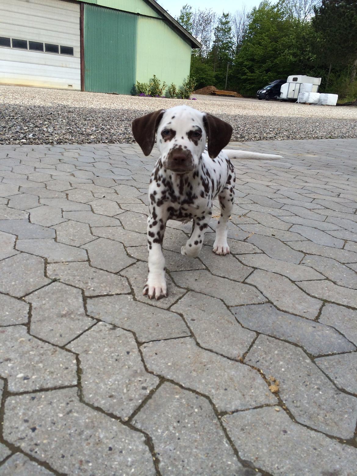 Dalmatiner Cody billede 4