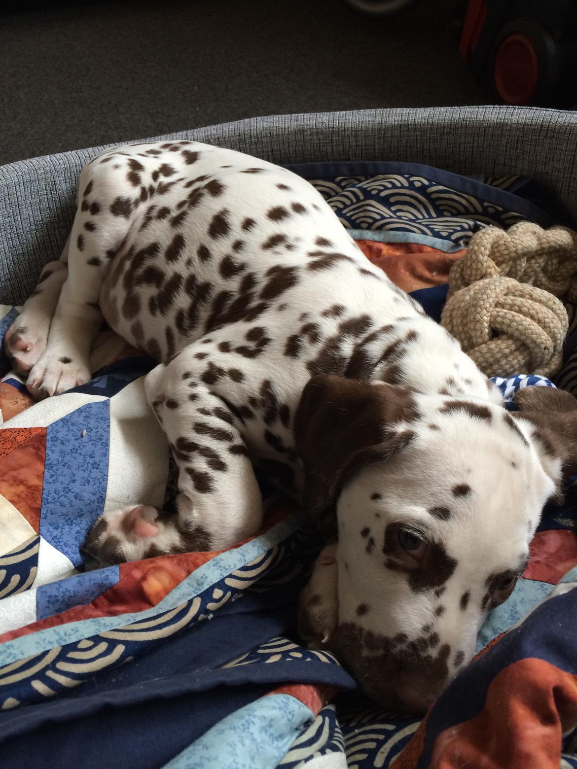 Dalmatiner Cody billede 6