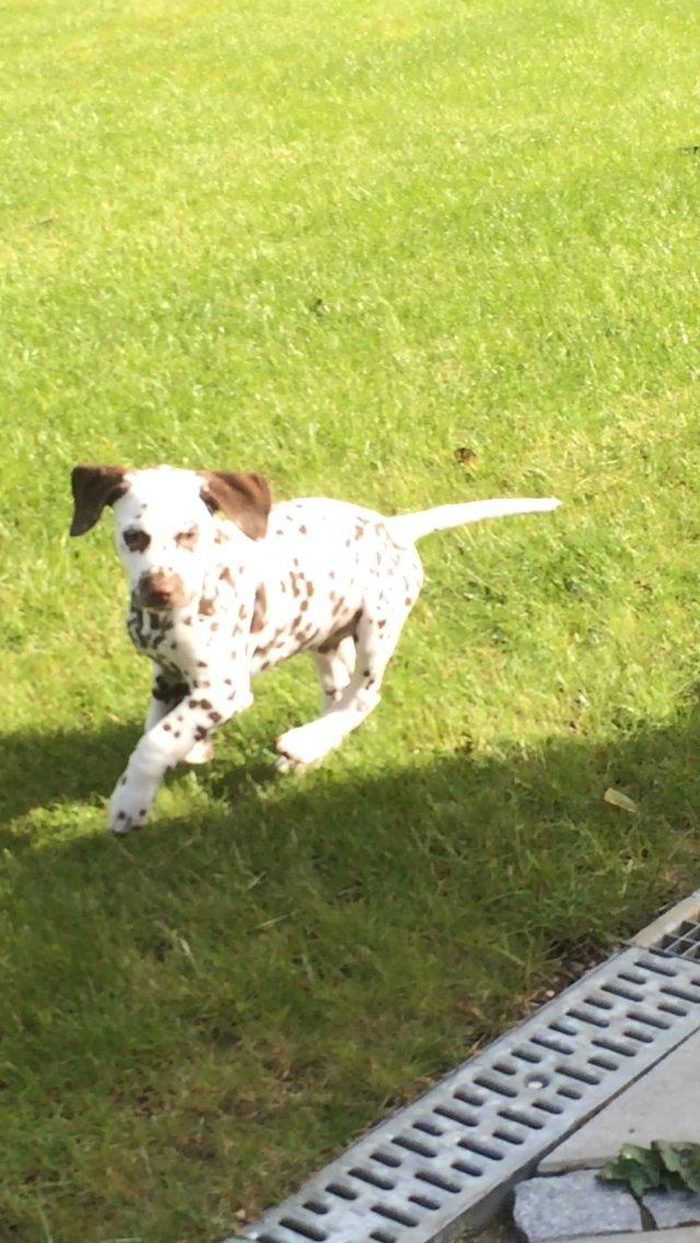 Dalmatiner Cody billede 7