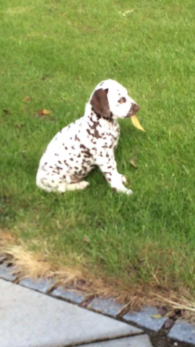 Dalmatiner Cody billede 8