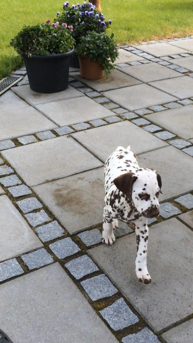 Dalmatiner Cody billede 9