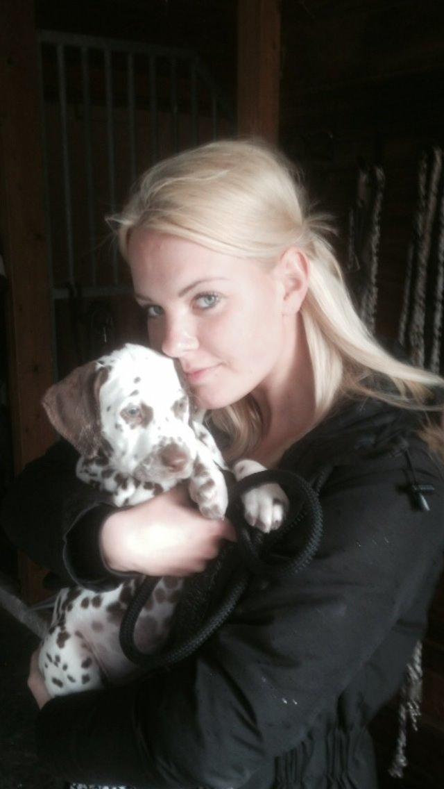 Dalmatiner Cody billede 10