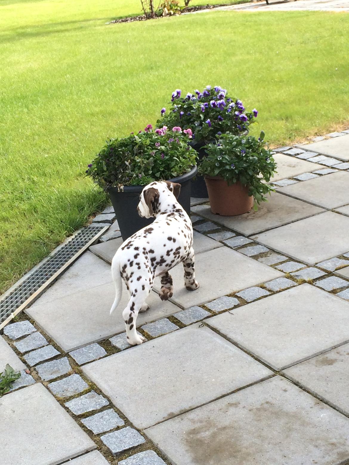 Dalmatiner Cody billede 5