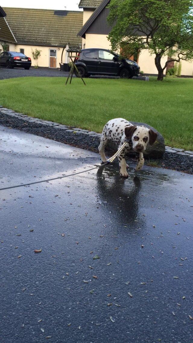 Dalmatiner Cody billede 11