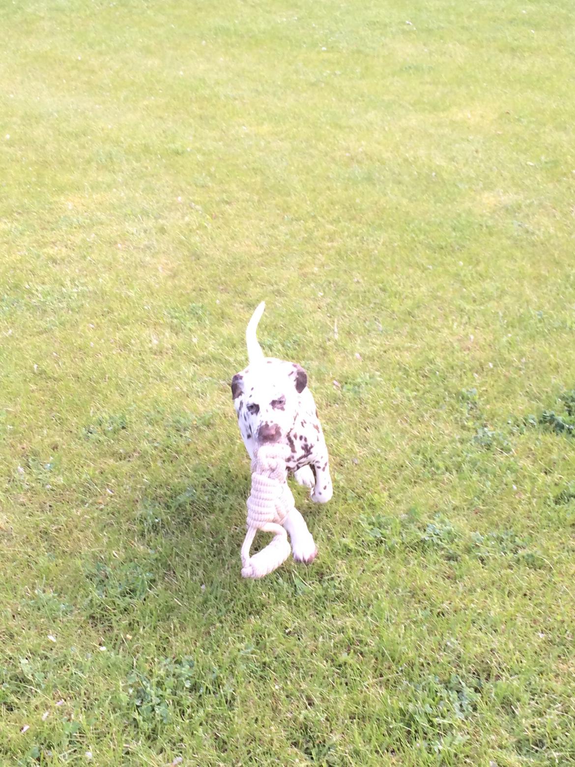 Dalmatiner Cody billede 13