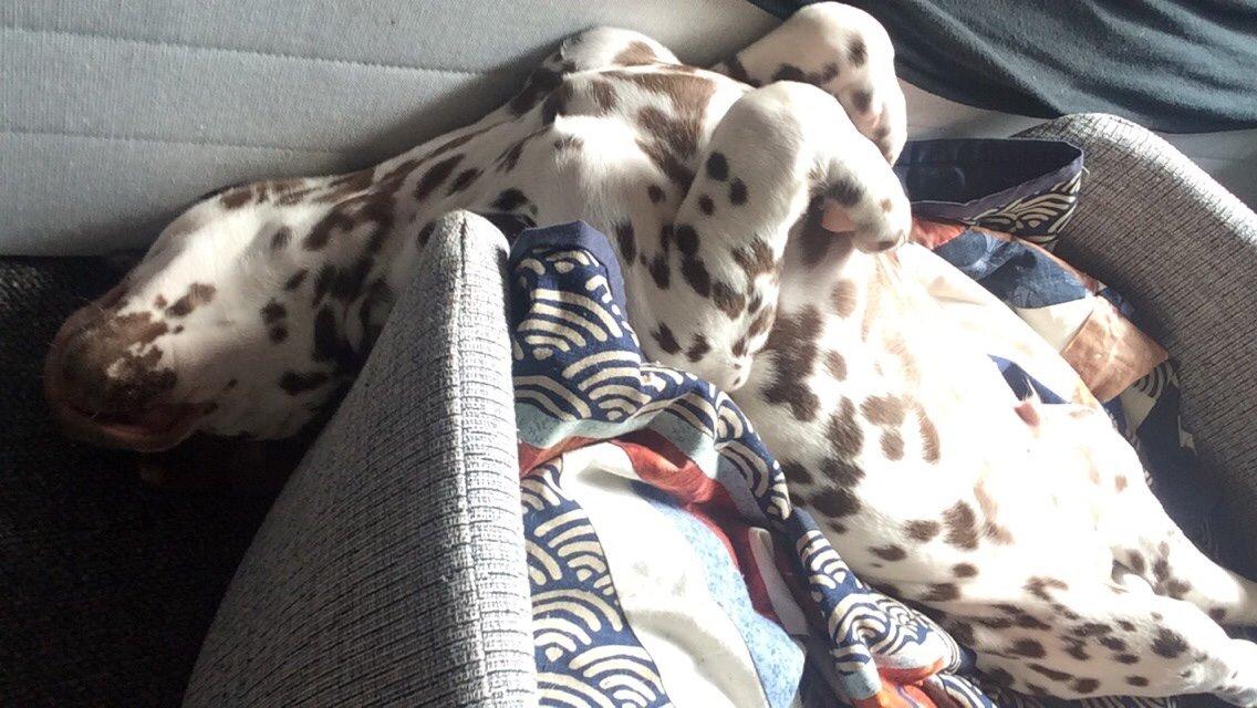 Dalmatiner Cody billede 14