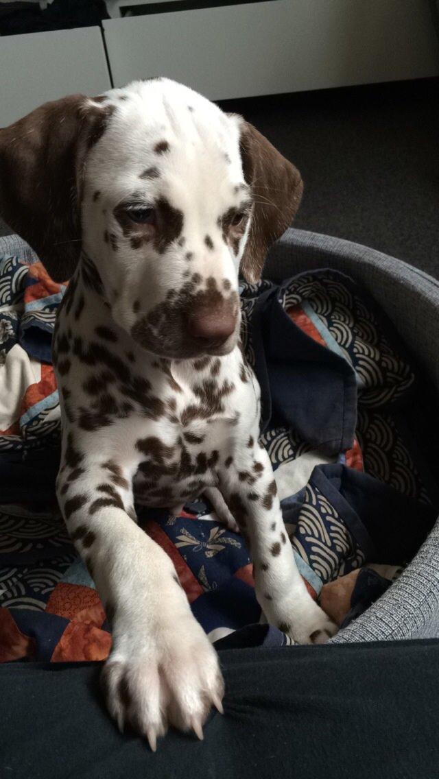 Dalmatiner Cody billede 12