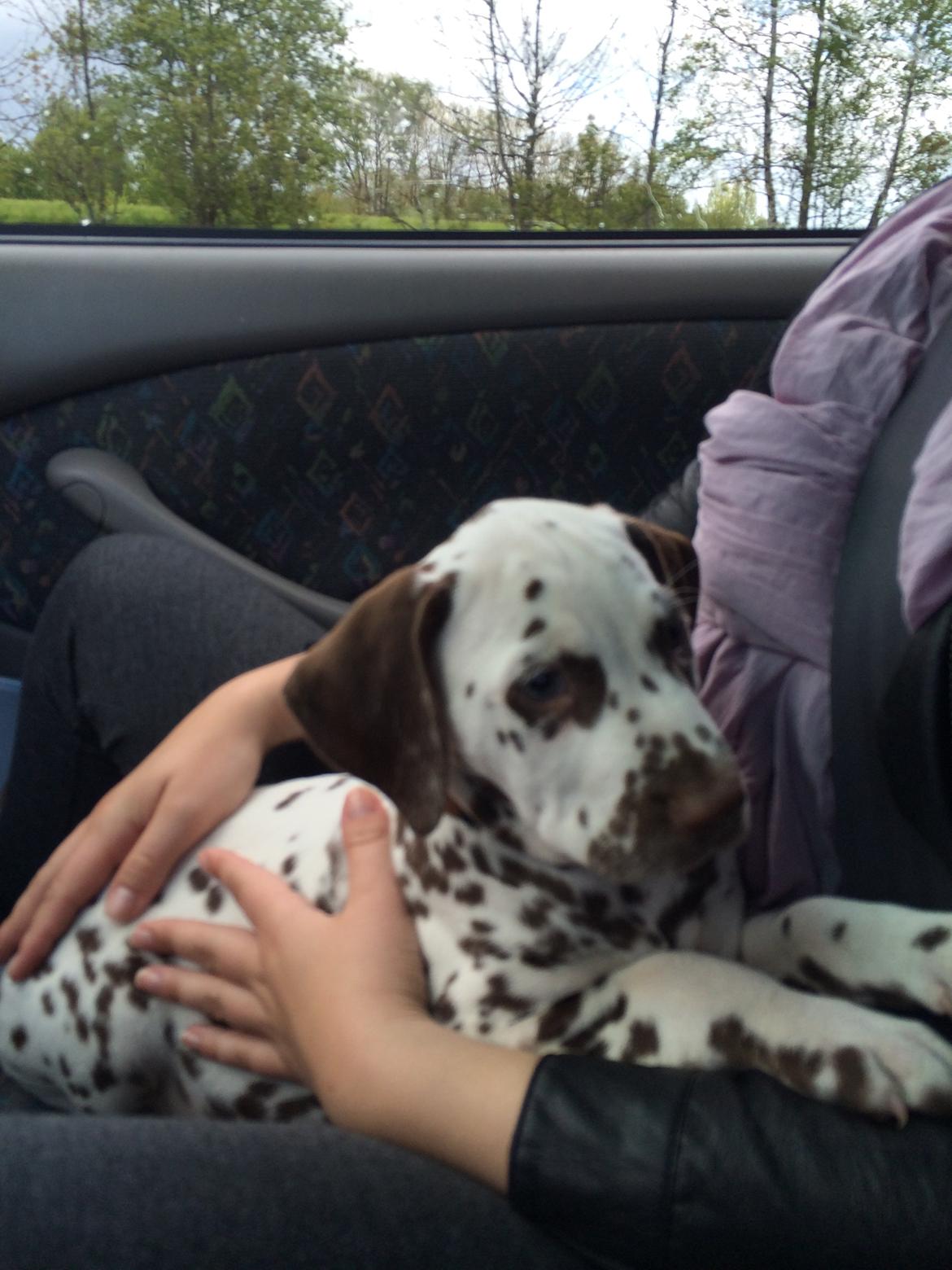 Dalmatiner Cody billede 15