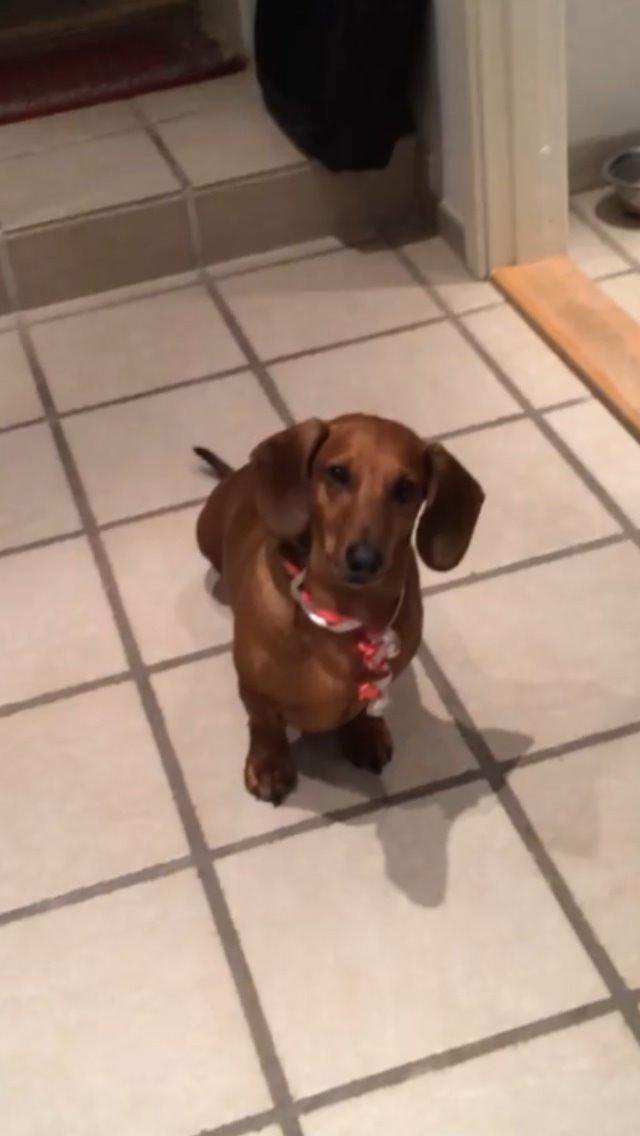 Gravhund Bauer billede 1