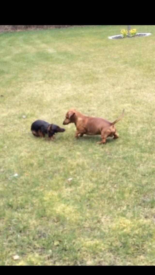 Gravhund Bauer billede 2