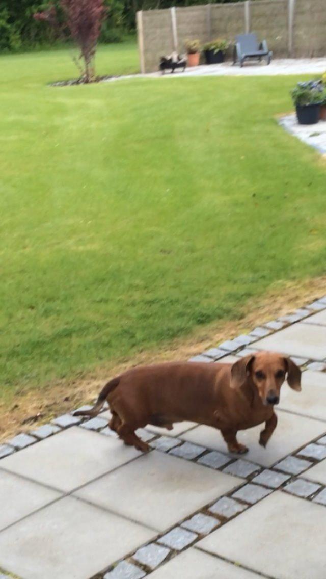 Gravhund Bauer billede 4