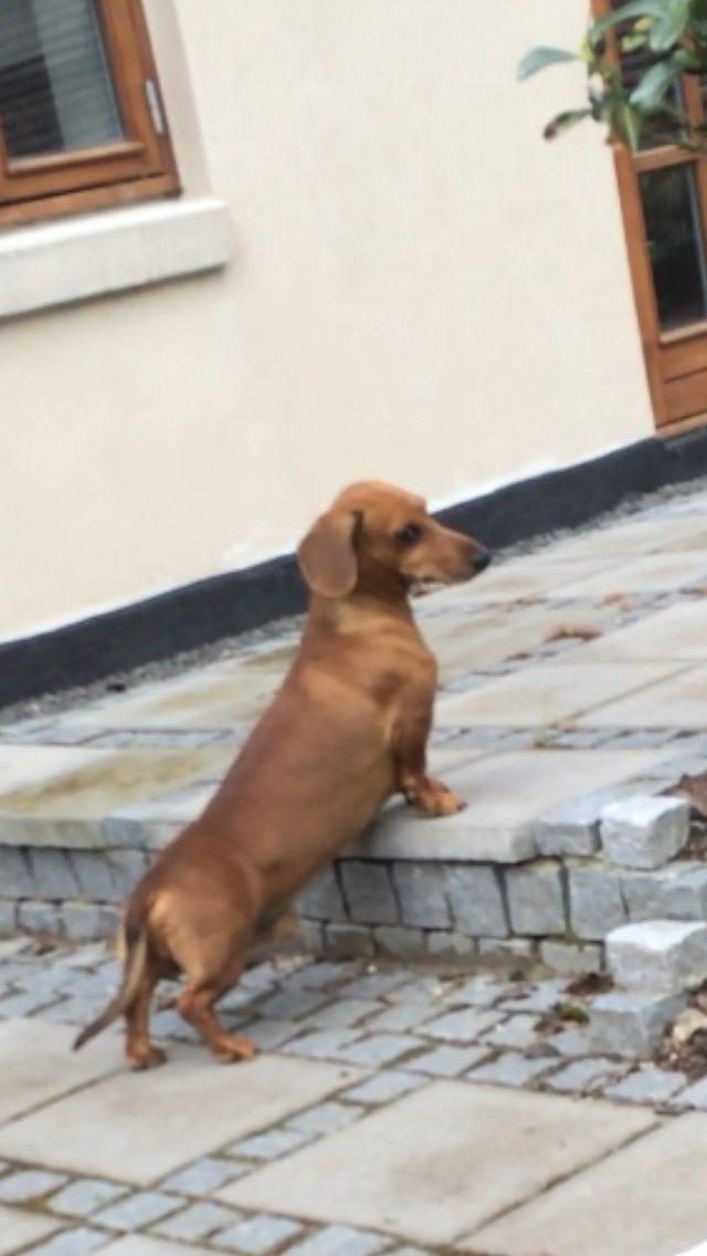 Gravhund Bauer billede 5