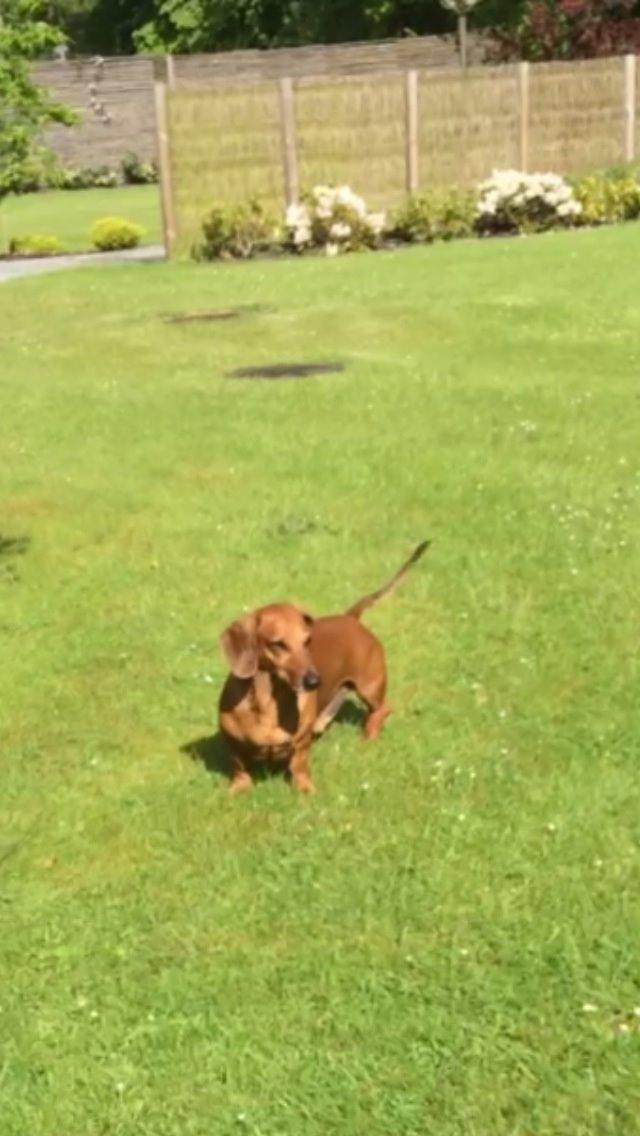 Gravhund Bauer billede 6