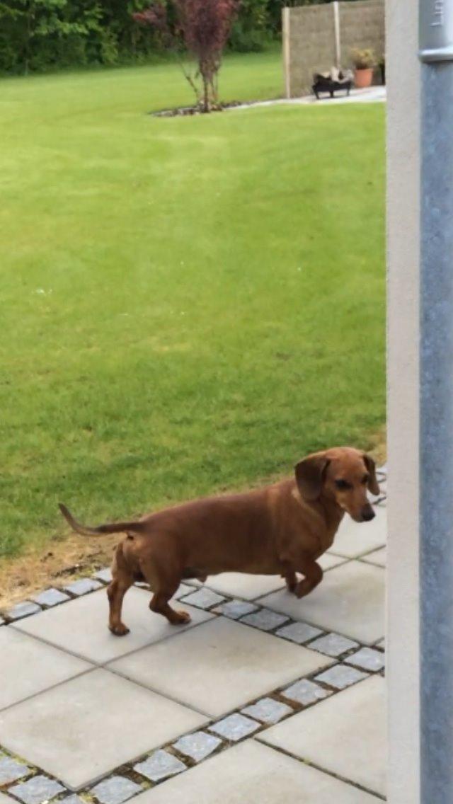 Gravhund Bauer billede 3