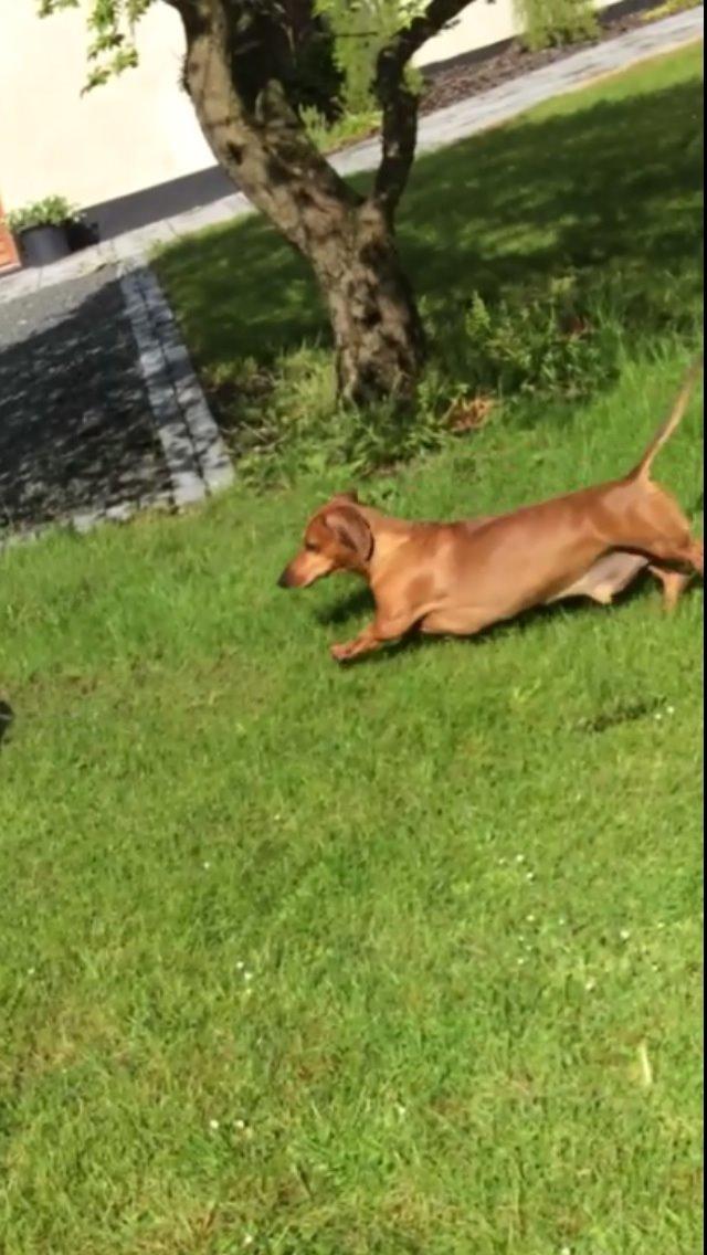 Gravhund Bauer billede 7