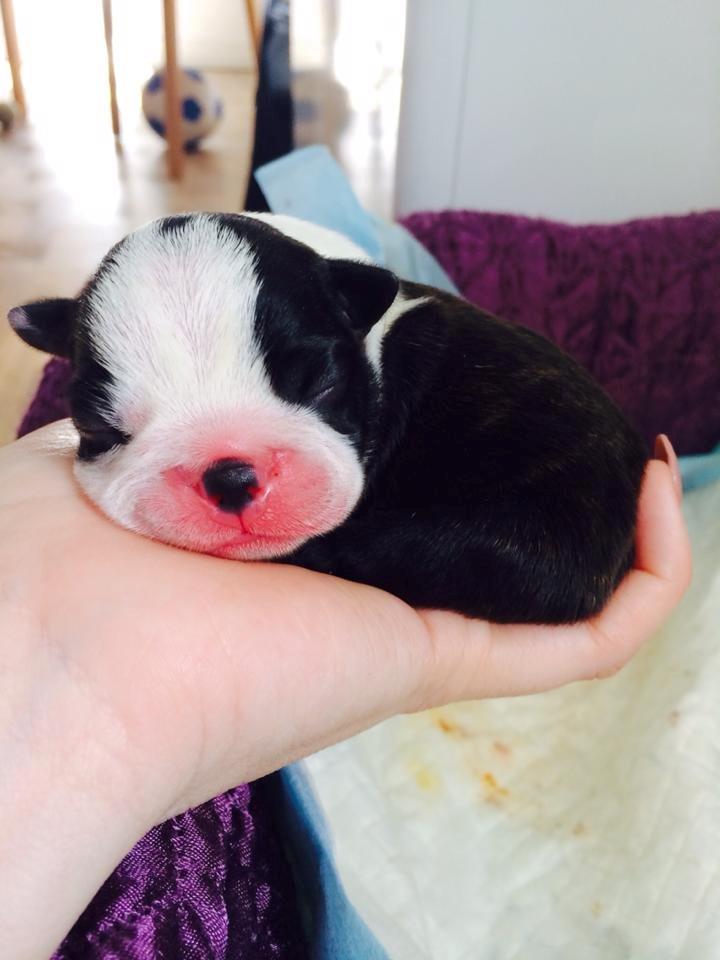 Boston terrier Viggo billede 4