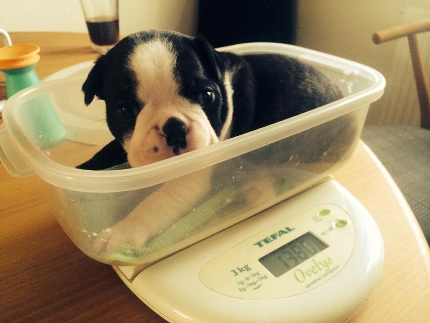 Boston terrier Viggo billede 7