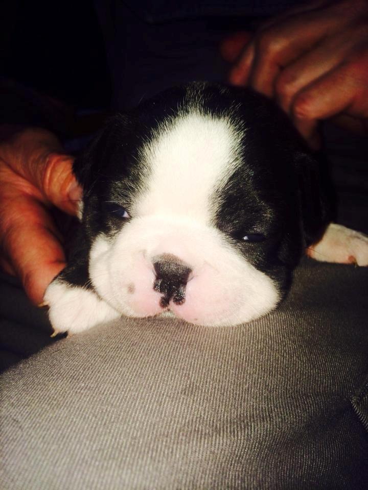 Boston terrier Viggo billede 8