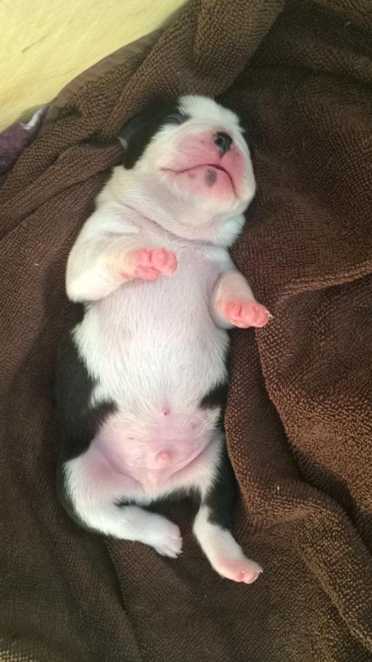 Boston terrier Viggo billede 6