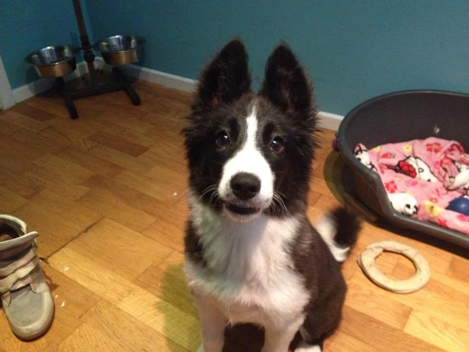 Border collie Beat billede 14