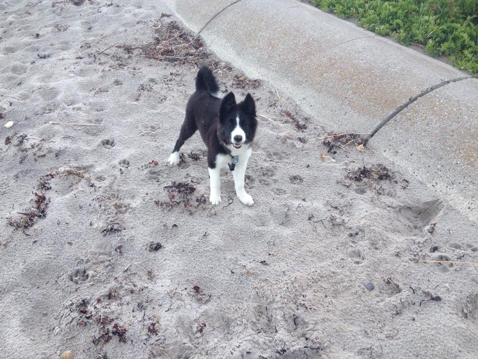 Border collie Beat billede 11