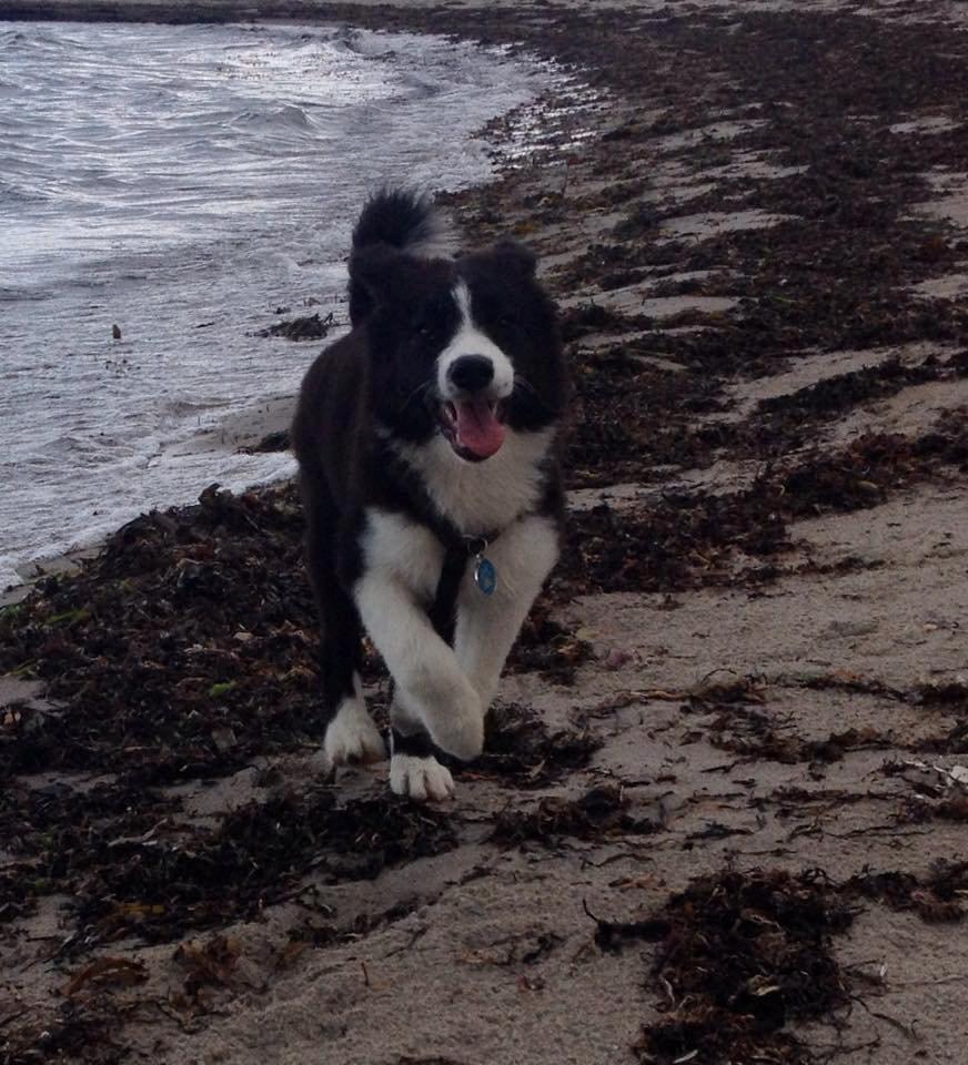 Border collie Beat billede 4