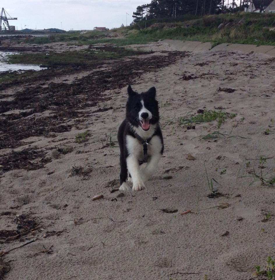 Border collie Beat billede 2