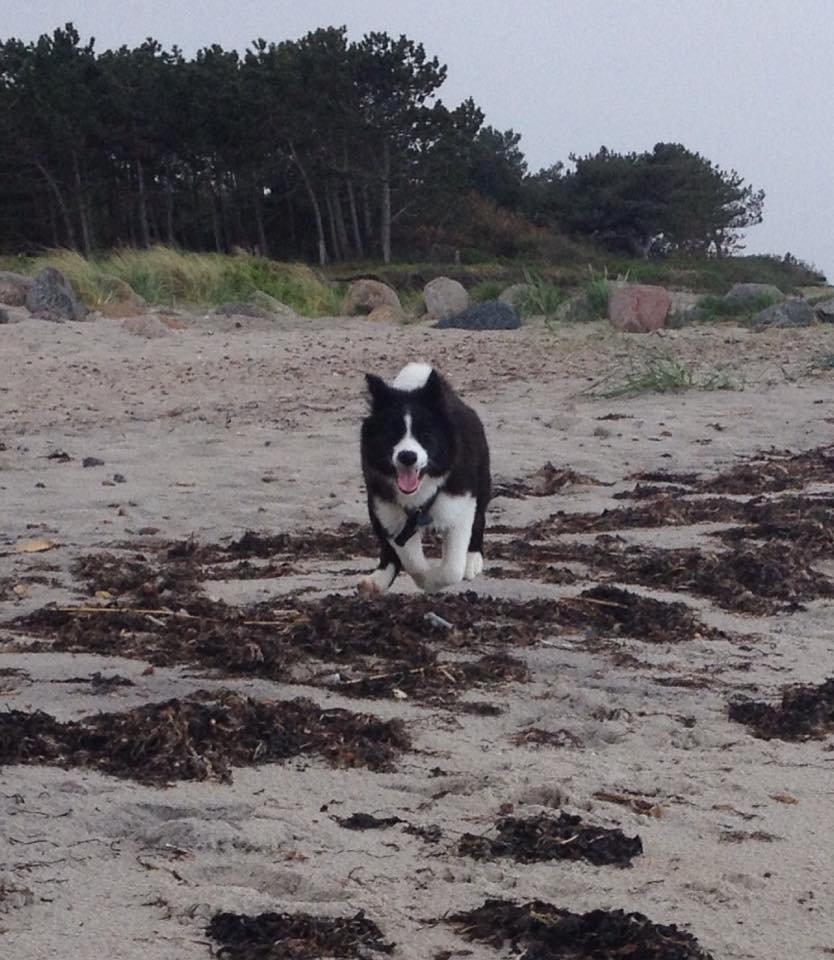 Border collie Beat billede 7