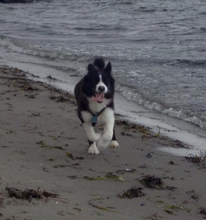 Border collie Beat billede 6